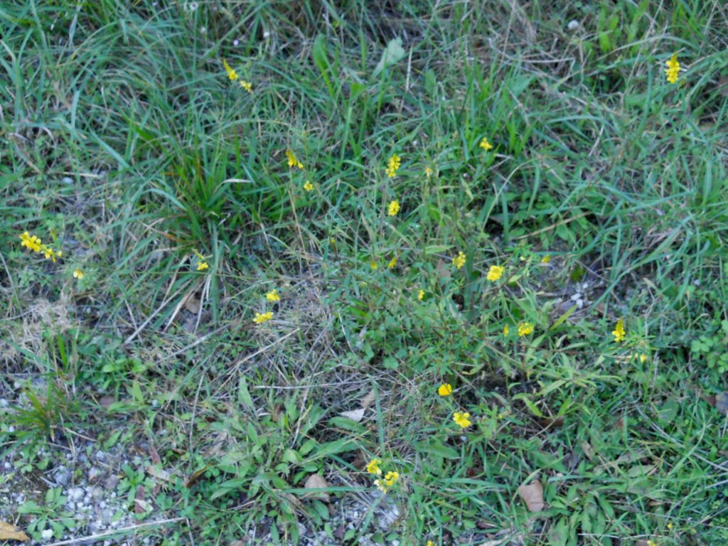 Trigonella altissima (=Melilotus altissimus) / Meliloto altissimo